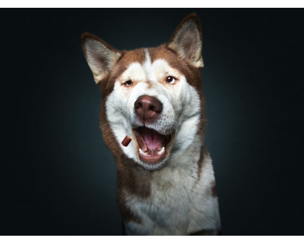 Notebook - Husky Fever